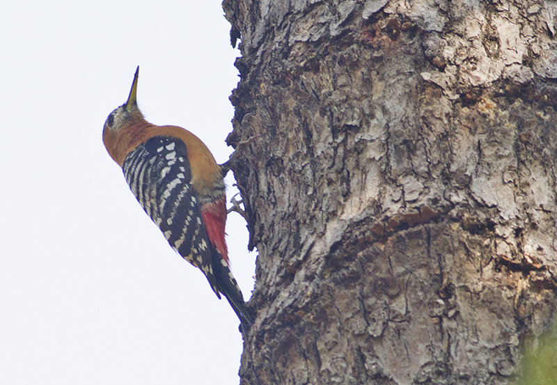 Rufous-bellied Woodpecker