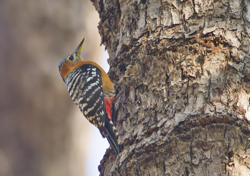 Rufous-bellied Woodpecker