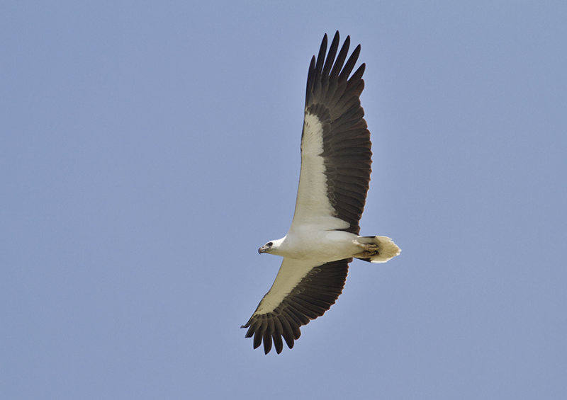 White-bellied Sea Eagle