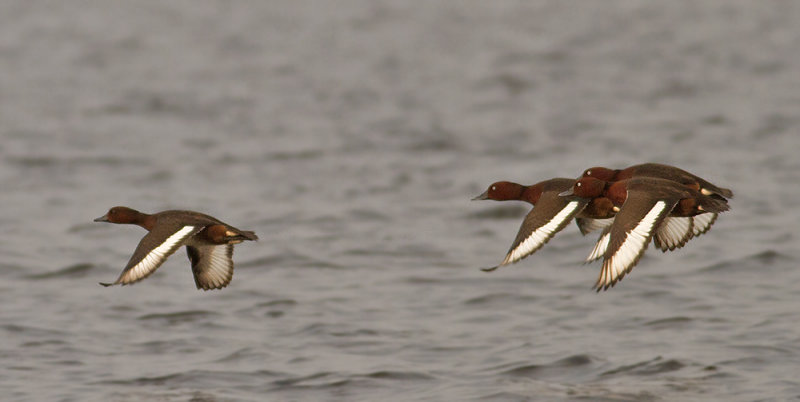 Ferruginous Pochard