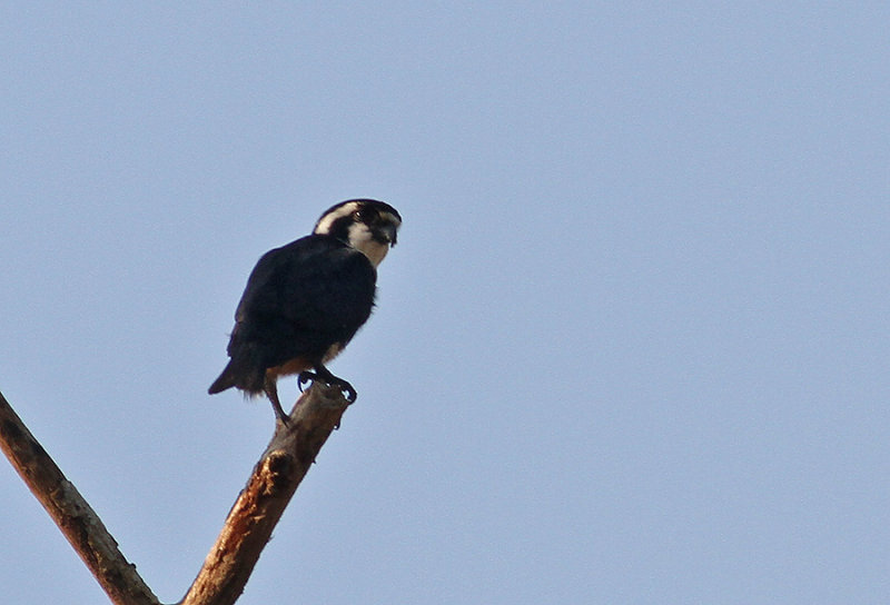 Black-thighed Falconet