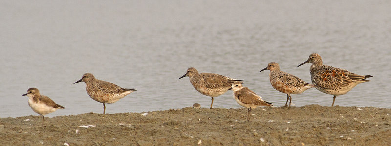 Red Knots