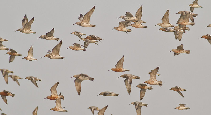 Red and Great Knots