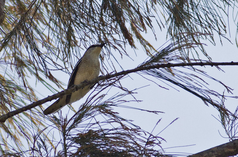 Pied Triller