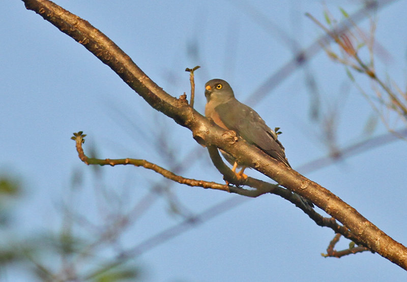 Chinese Sparrowhawk