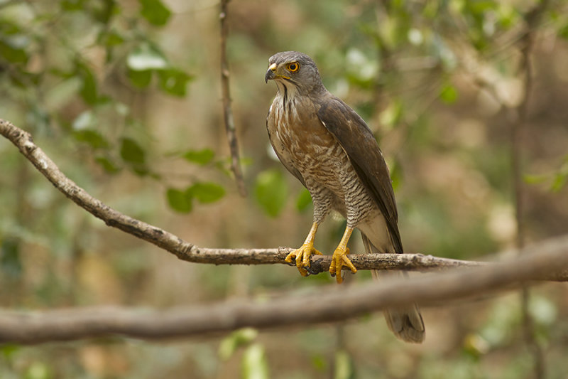 Crested Goshawk, female