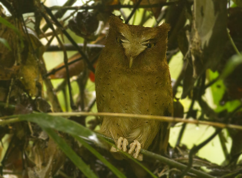 Serendib Scops Owl