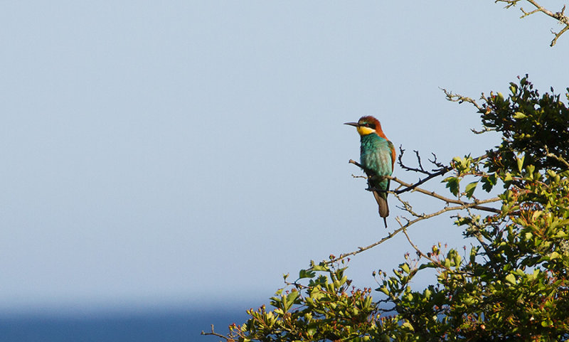 European Bee-eater (Bitare)
