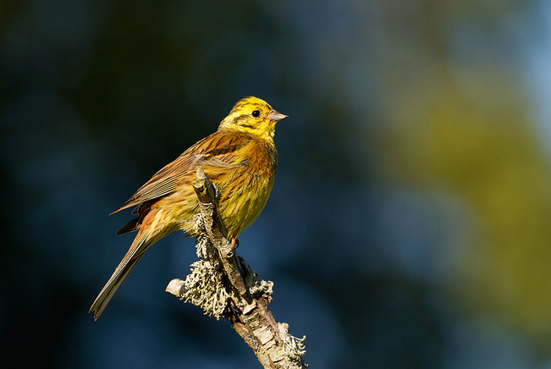 Yellowhammer (Gulsparv)