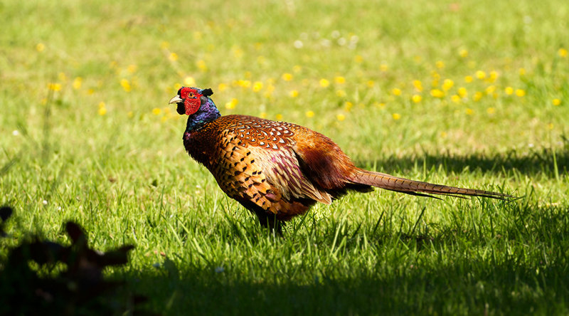 Ring-necked Pheasant (Fasan)