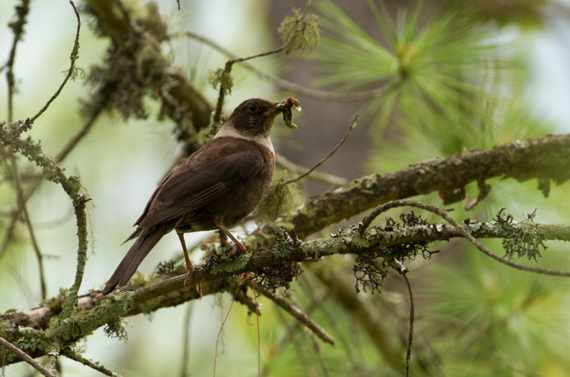 Collared Blackbird, female