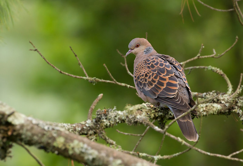 Oriental Turtle Dove