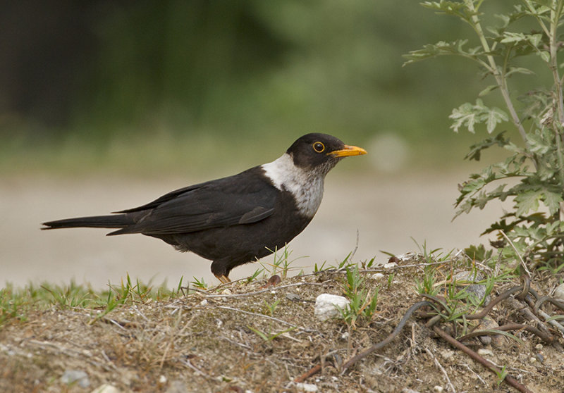 Collared Blackbird, male