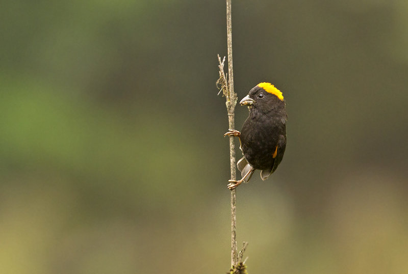 Gold-naped Finch, male