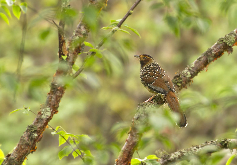 Spotted Laghingthrush