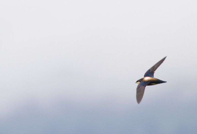 White-throated Needletail