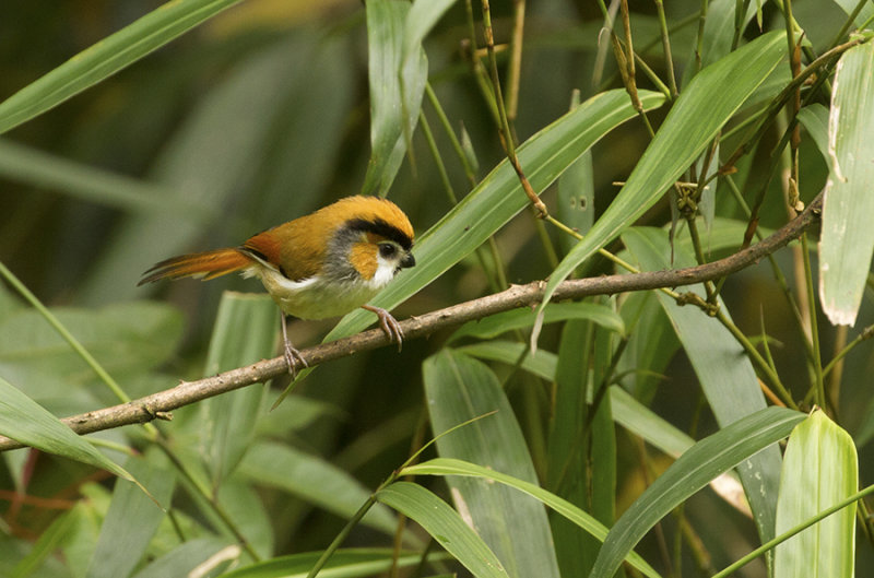 Black-throated Parrotbill