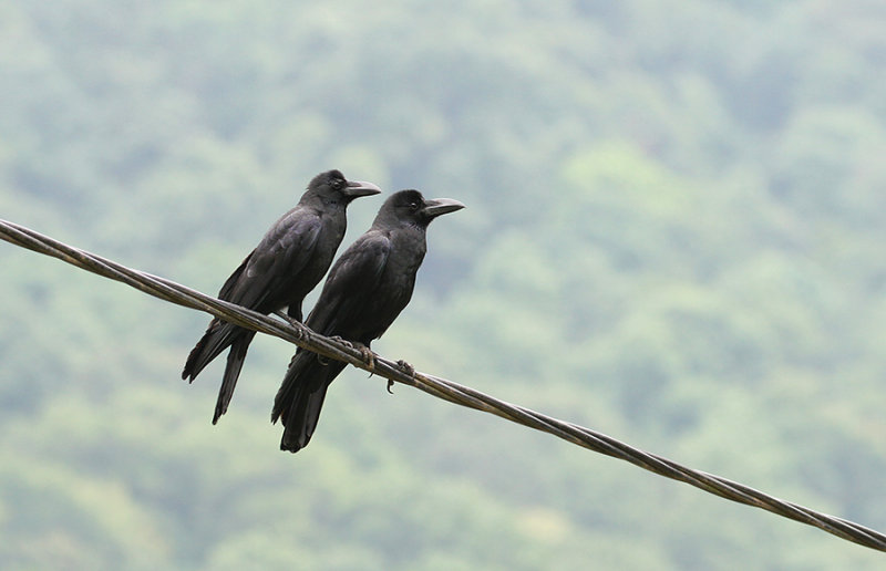 Large-billed Crow 