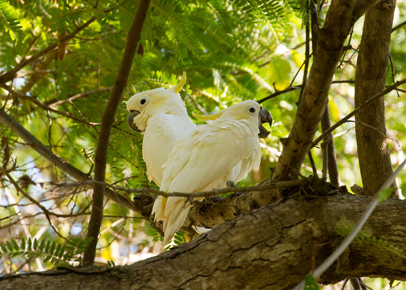 Yellow-crested Cockatoo (Cacatua sulphurea)
