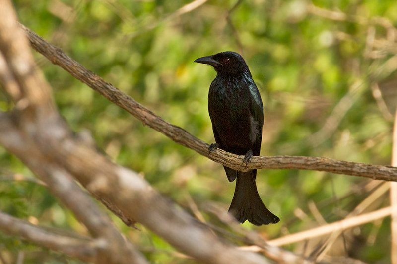 Wallacean Drongo [Dicrurus densus]