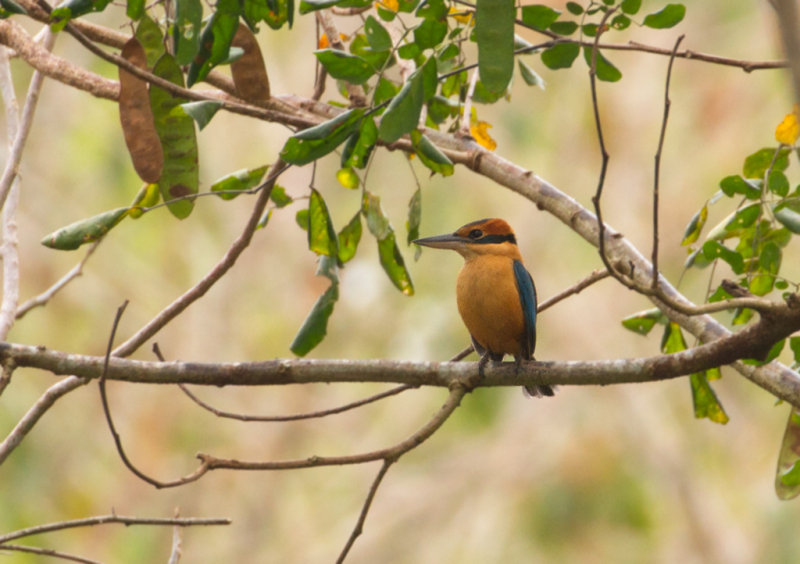 Cinnamon-banded kingfisher (Todiramphus australasia) 