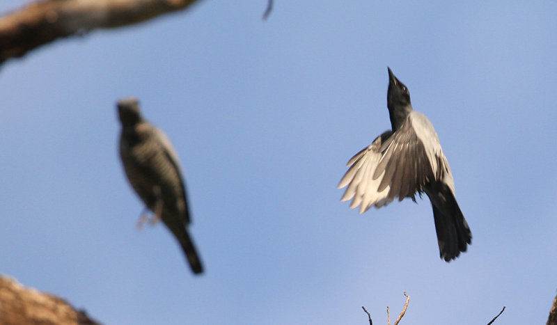 Pale-shouldered Cicadabird