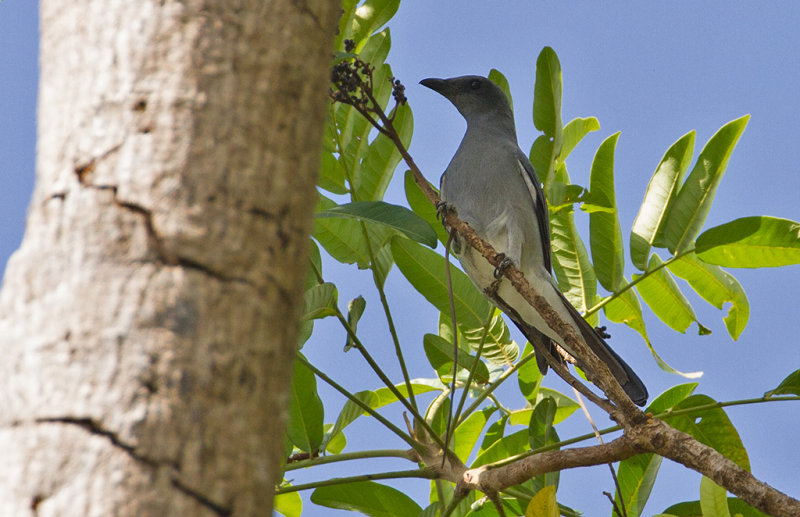 Wallacean Cuckoo-Shrike