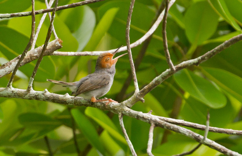 Ashy Tailorbird