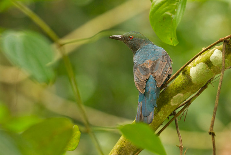 Asian Fairy Bluebird, fem