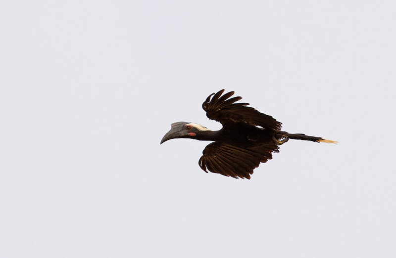 Black Hornbill