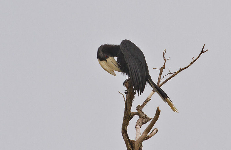 Black Hornbill