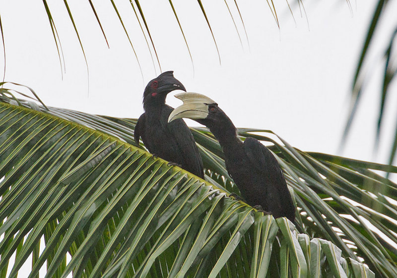 Black-Hornbills