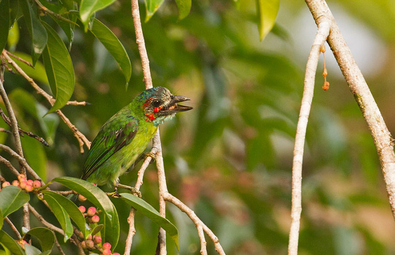 Blue-eared Barbet