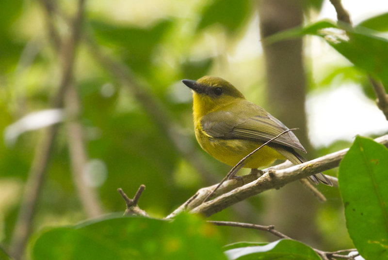 Bornean Whistler