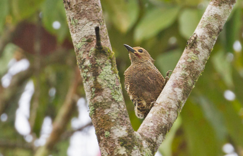 Buff-rumped Woodpecker