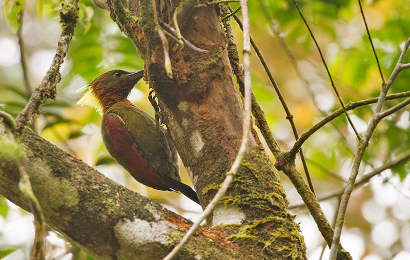 Checker-throated Woodpecker