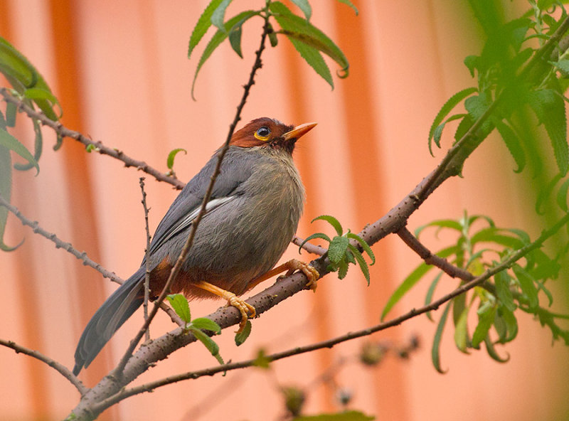 Chestnut-hooded Laughingthrush