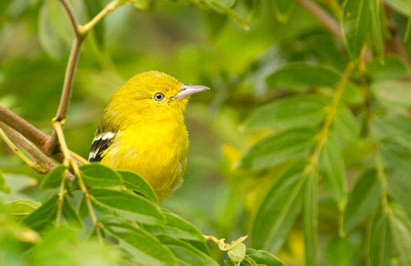 Common Iora