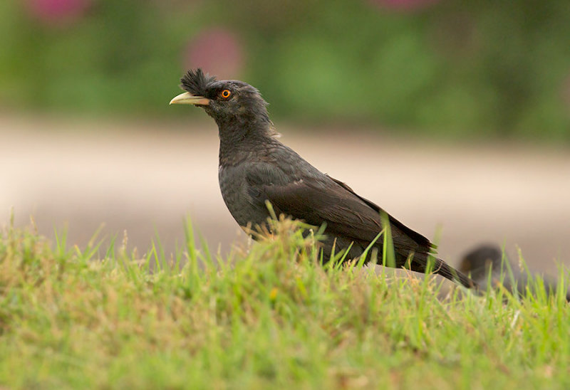 Crested Myna