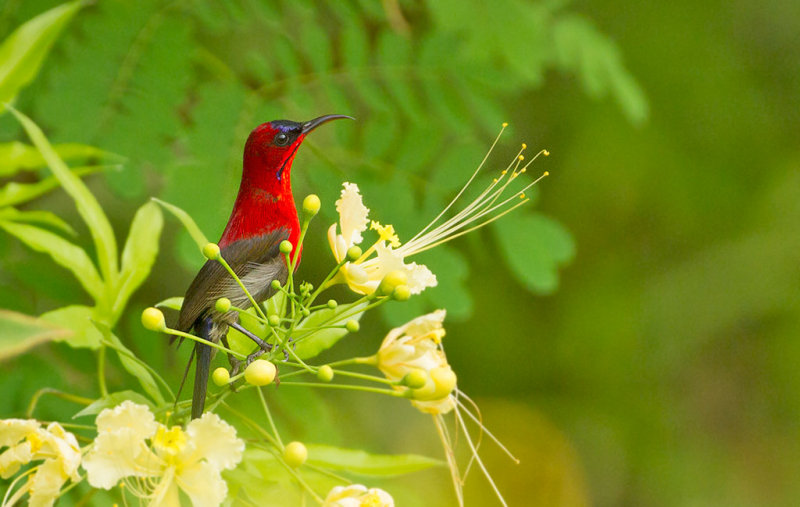 Crimson Sunbird