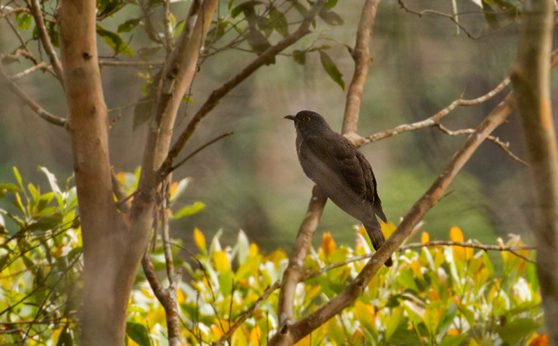 Dark Hawk Cuckoo