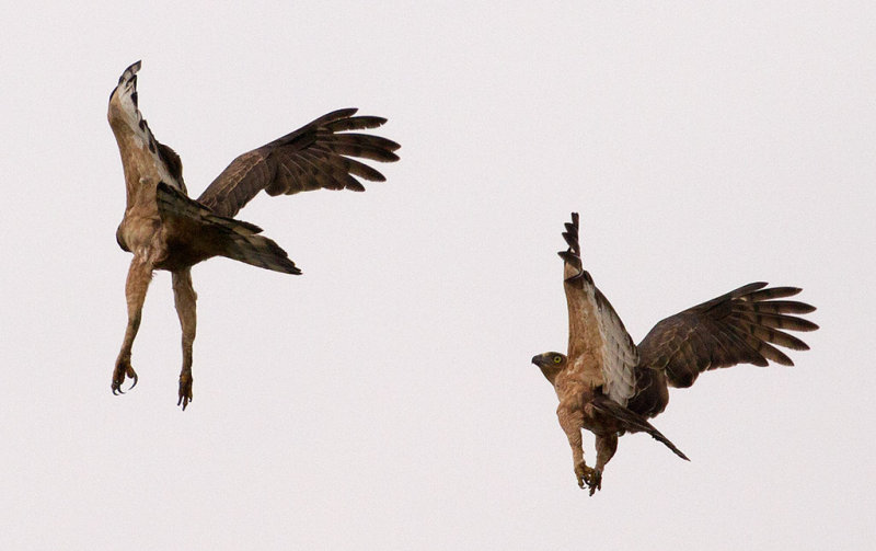 Wallace's Hawk Eagle