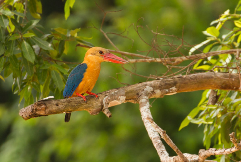 Stork-billed Kingfisher