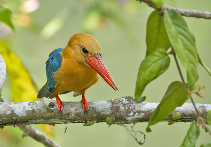 Stork-billed Kingfisher