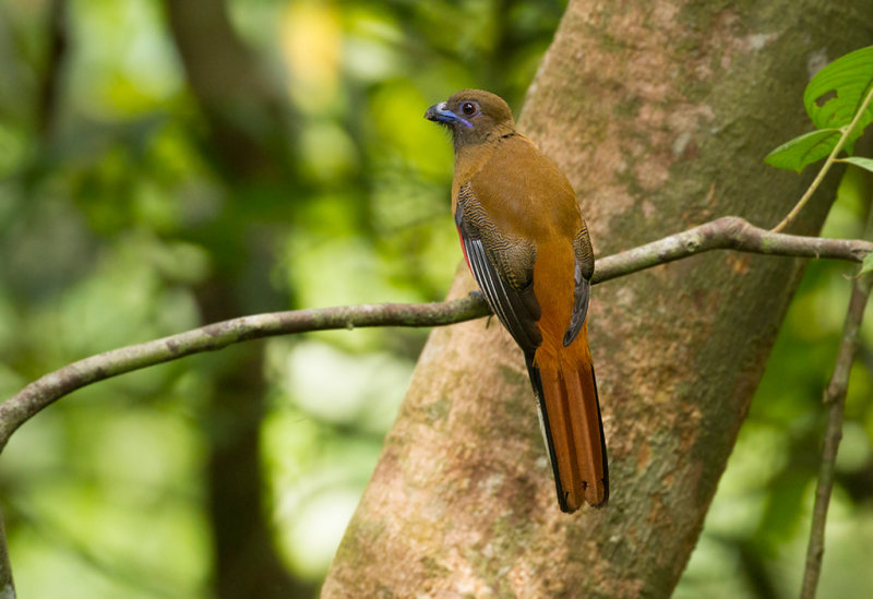 Diard's Trogon, fem