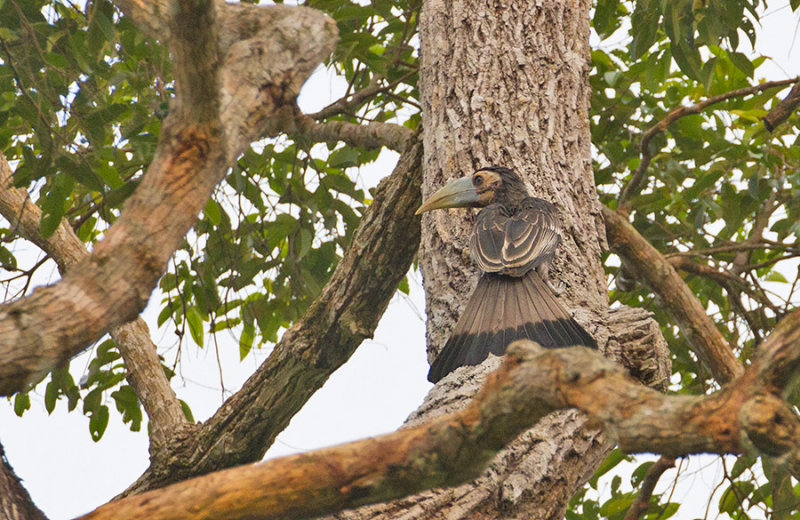 Bushy-crested Hornbill, imm