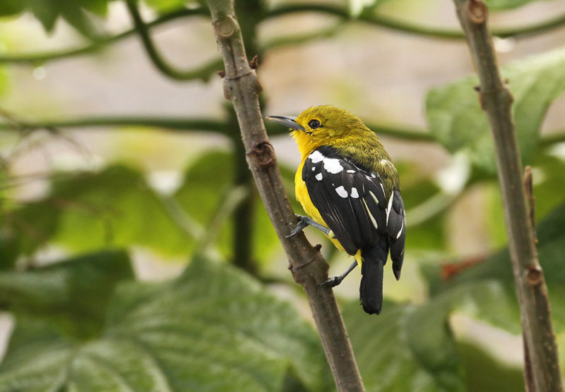 Common Iora