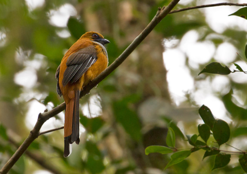 Whitehead's Trogon, fem