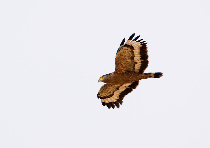 Crested Serpent-Eagle