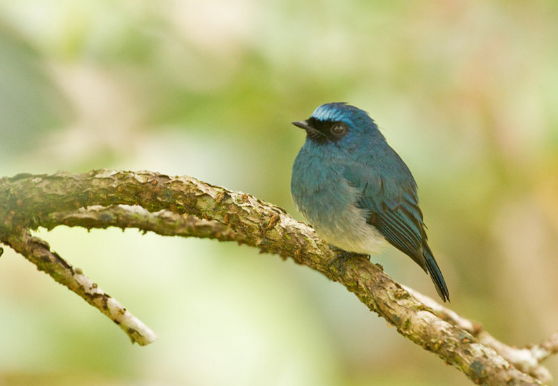 Indigo Flycatcher